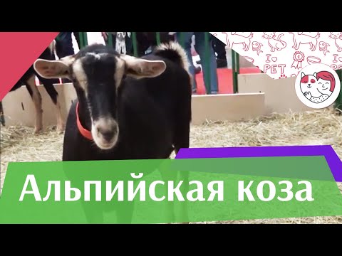 , title : 'Альпийская коза на ilikepet. Особенности породы, уход'