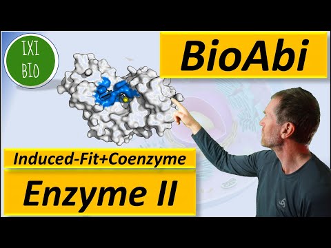 Enzyme 2 - Induced Fit Modell und Coenzyme - Anwendungsaufgaben zu Analysieren + Bewerten im BioAbi