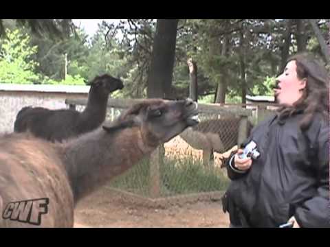 CuteWinFail: Llama Love