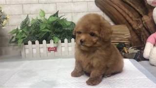 Video preview image #1 Poodle (Toy) Puppy For Sale in LOS ANGELES, CA, USA