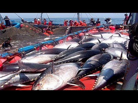 Everyone should watch this Fishermen's video - Catch Hundreds Tons of Giant Bluefin Tuna Fish