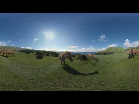 与那国の馬（南牧場）｜360度動画でVR体験！