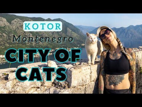 Kotor: A City of Cats in Montenegro!