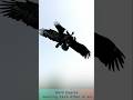 Bald eagles meeting each other in the air #fyp