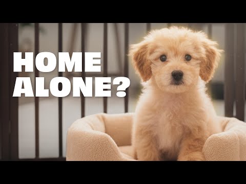 Puppy Separation