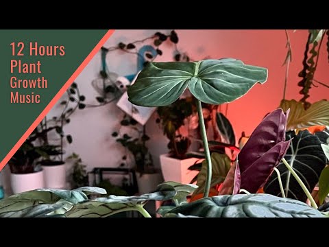 12 Hours of Music for Plant Growth, Overall Health, and Happiness