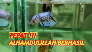 Download lagu MELATIH IKAN CUPANG YANG MENTALNYA JELEK, GAK MAU NGEDOK/FLARING mp3