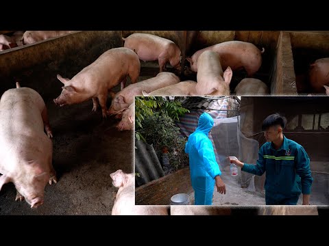 Chăn nuôi không tiếp xúc - Giải pháp thích ứng dịch tả heo Châu Phi