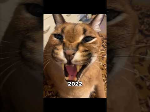 Famous Cat Memes (Then vs Now) ❤️‍🩹 #catmemes