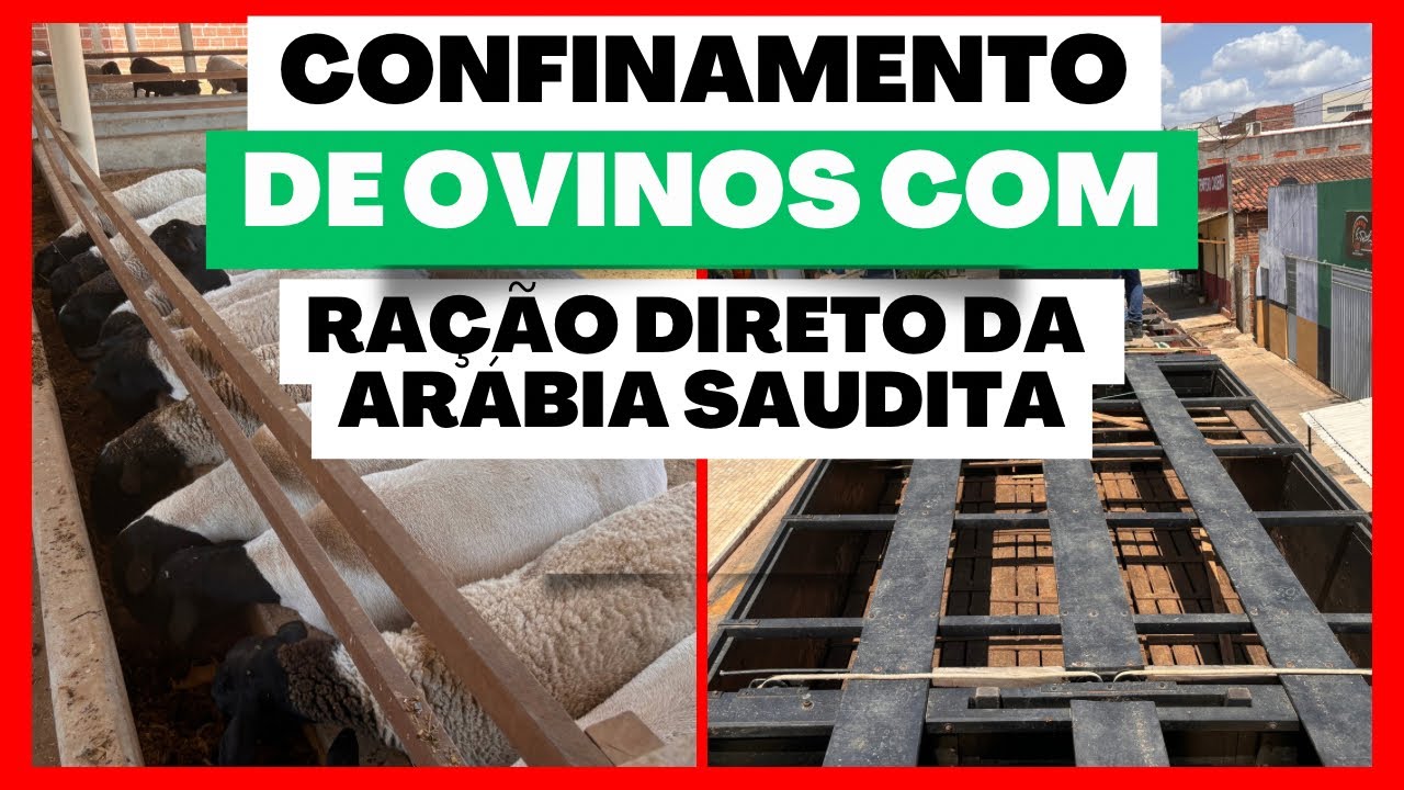 CONFINAMENTO DE SUCESSO | HÁ 05 ANOS COM CONFINAMENTO DE OVINOS