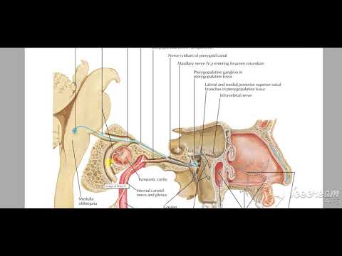 pterygopalatine ganglion 7