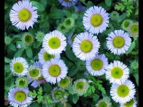 Dark Providers - Nasicilia