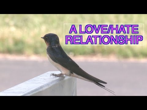 image-How can you tell if a barn swallow is male or female?