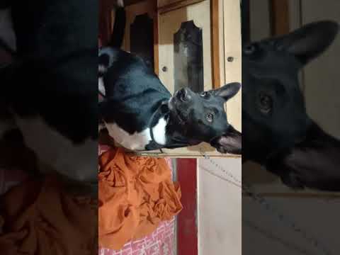 Bruno Arguing not to sleep