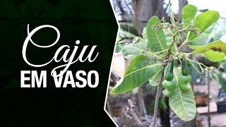 Miniatura do vídeo