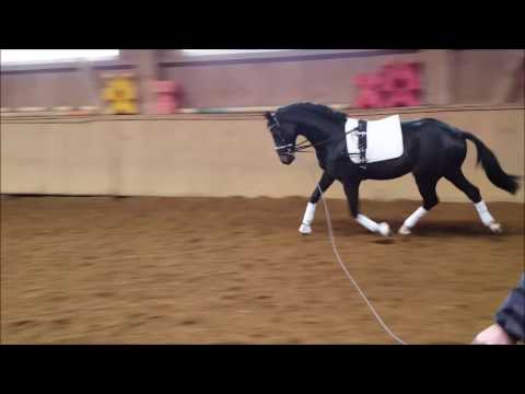 Grey Filou Hengst von Grey Flanell