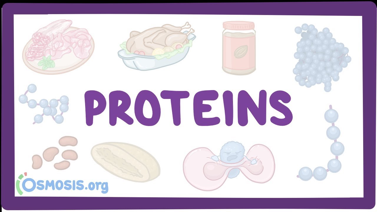 Proteins