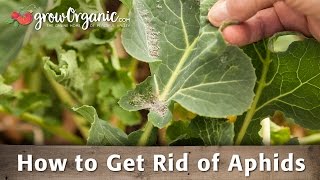 How to Get Rid of Aphids Organically
