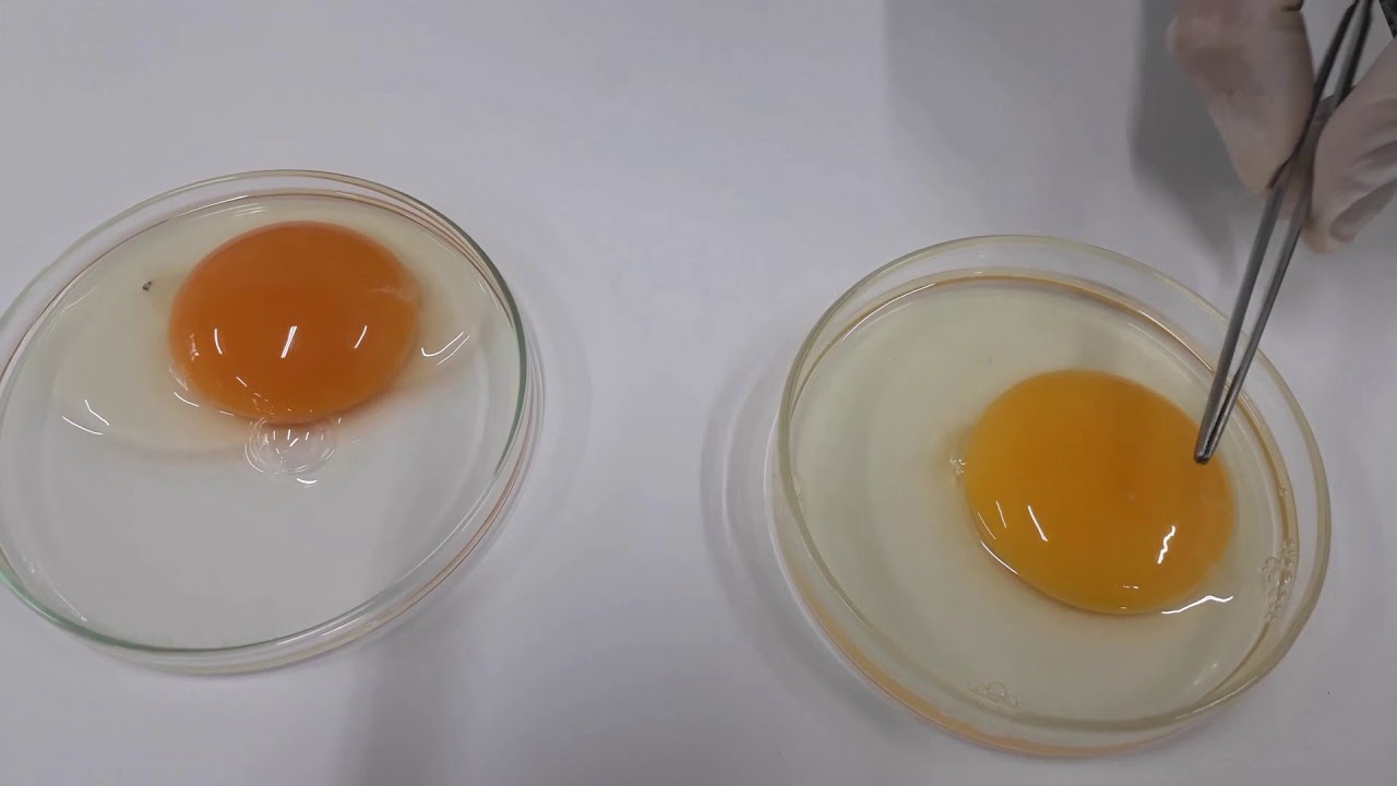 Laboratório 7º ano: Estrutura dos ovos