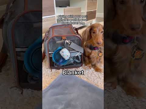 How to fly with your dog!✈️ #shorts #flyingwithdogs #travel #dachshund