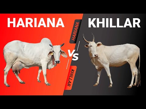 , title : 'Hariana vs Khillar'