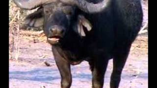 The Water Buffalo Song- Superchick