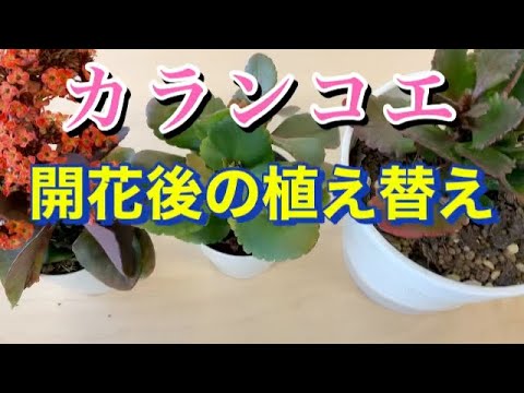 園芸 カランディバ、八重の花を持つカランコエ