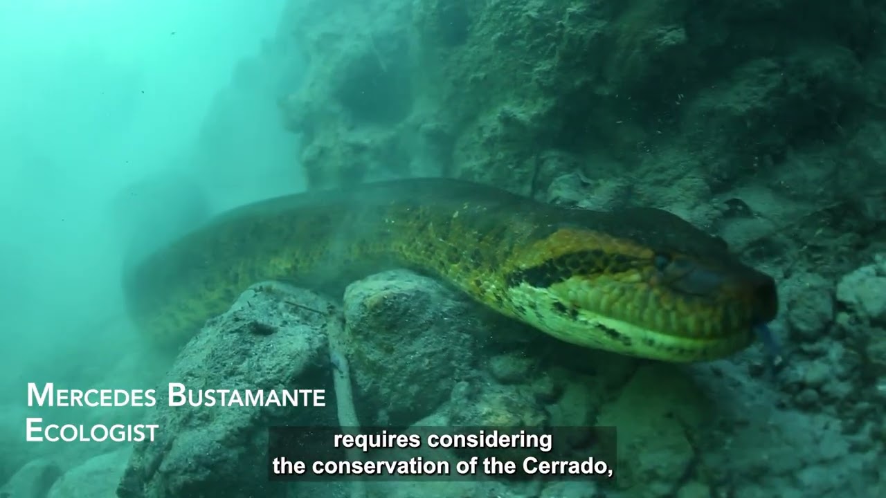 CMS COP15 Brazil - Official Video [Long]