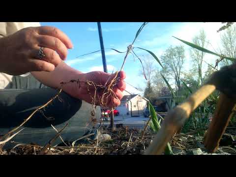 Getting rid of quackgrass