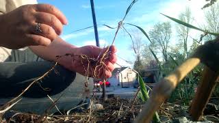 Getting rid of quackgrass