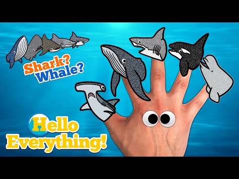 Sea Animals Finger Family | Whale or Shark? | Kids Songs and Nursery Rhymes