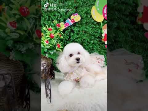 为客户服务，让狗狗开心！