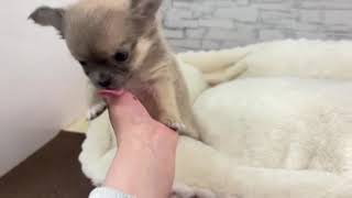 チワワ（ロング）の動画01