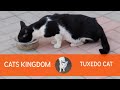 Feeding A Hungry Tuxedo Cat
