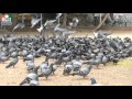 DOVE PAVURALU Pigeons 4K VIDEO ULTRA HD VIDEO
