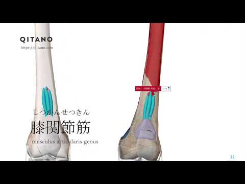 Kosti?i (ビジェロ ポリェ) - 定義