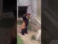 angry red panda