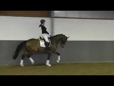 Weidenhof-Verkaufspferd: "ROSALILLY" 6j Hannoveraner Stute v. Rock forever