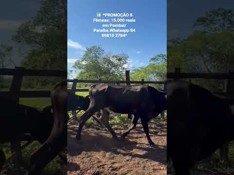➡️ *PROMOÇÃO 8 Fêmeas: 15.000 reais em Pombal/ Paraíba.Whatsapp 84 99810 2784*#gado