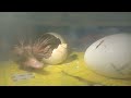 Buff Duckling Hatching