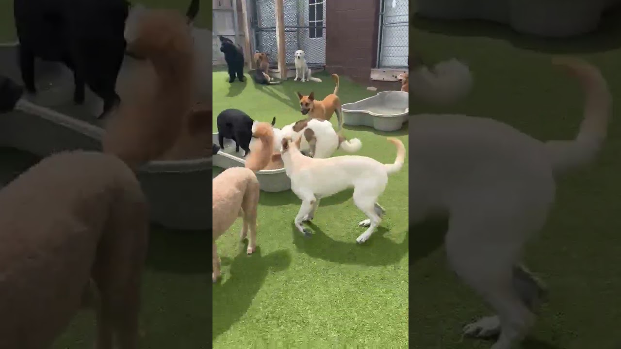 Enlarge Juniper, a Adoptable mixed breed in Aurora, IL video 6/6