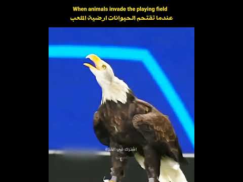 عندنا تقتحم الحيوانات ارضية الملعب 🔥🥶 #كريستيانو #كرة_قدم #shorts
