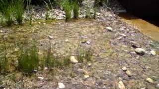 preview picture of video 'Water feature at Cranbourne Royal Botanic Garden'