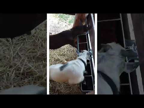 Sherman and mr. Peabody