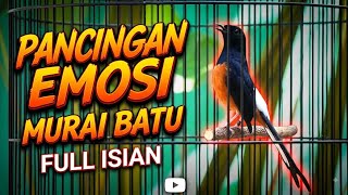 Download lagu PANCINGAN EMOSI MURAI BATU FULL ISIAN mp3 Download lagu PANCINGAN EMOSI MURAI BATU FULL ISIAN mp3