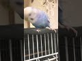 くちばしに豆苗🌱つけたまま遊ぶカイちゃん^ ^ shorts セキセイインコ