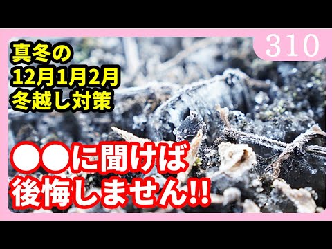 越冬ススキ こうやって無傷で冬を越す 植物