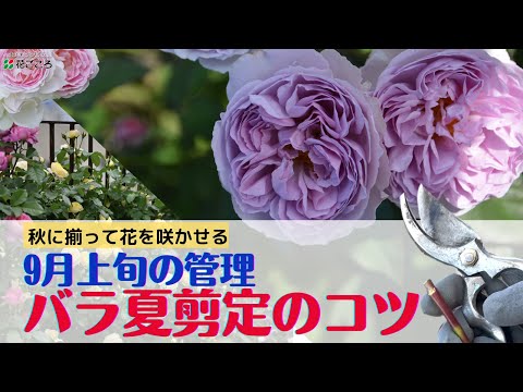 園芸 バラの茂みをアーチ状にして、より多くの花を咲かせましょう