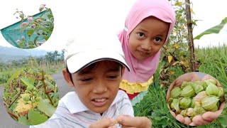 Download lagu Afternoon Stroll - Picking Cape Gooseberries and Stopping by Dagan Vineyard - Rahman Azzah mp3