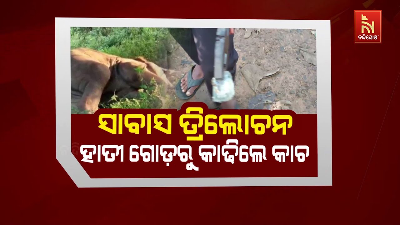 ସାବାସ ତ୍ରିଲୋଚନ ହାତୀ ଗୋଡ଼ରୁ କାଢିଲେ କାଚ | Shabaash Trilochan: Brave Youth Saves W